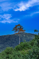 Obraz premium Orange lone one single tree amongst green bushes of Patong Mountains Phuket Thailand colourful pink blue Skies