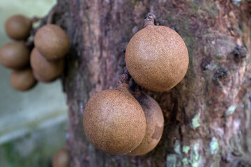 Kepel or burahol is a fruit-producing tree that is part of the flora of the identity of the Special Region of Yogyakarta. Kepel fruit is popular among the princesses of the palace in Java.