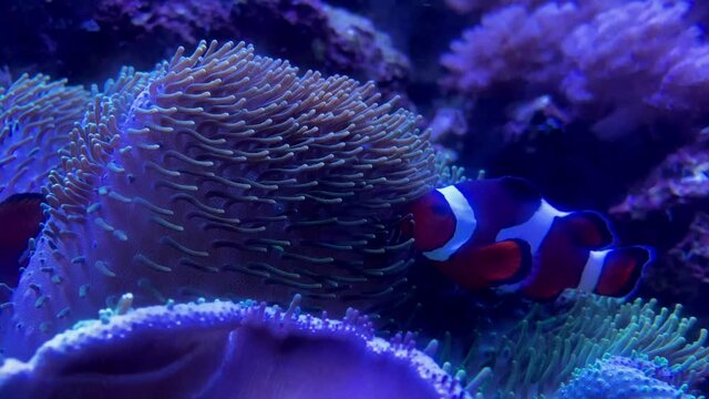 clownfish in a watertank Mall of America Aquarium