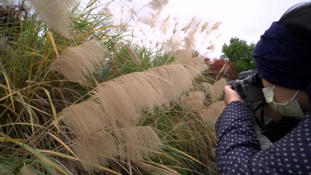 Close up of photographer taking a picture of long stem bushy grass