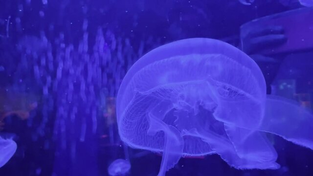 Jellyfish in a watertank Mall of America Aquarium