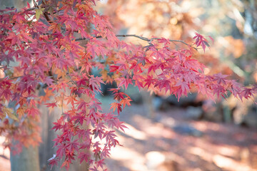 Autumn leaves　 autumn foliage  fall leaves