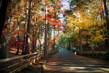 Naklejka premium Autumn leaves autumn foliage fall leaves