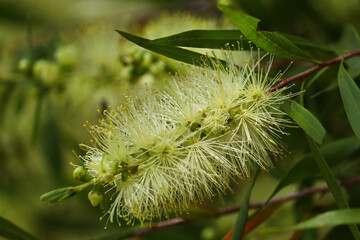 Callistemon Wilderness White bottlebrush flowers in full bloom