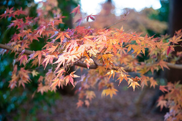 Autumn leaves  Nature