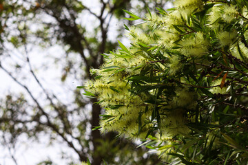 Callistemon Wilderness White bottlebrush flowers in full bloom