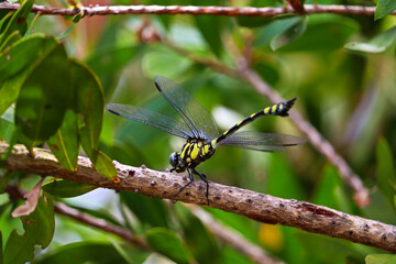 Ictinogomphus australis, known as the Australian tiger, is a species of dragonfly in the family Lindeniidae