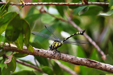 Ictinogomphus australis, known as the Australian tiger, is a species of dragonfly in the family Lindeniidae