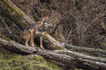 Grey Wolf, Canis lupus. Bieszczady, Carpathians, Poland.