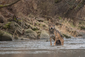Grey Wolf, Canis lupus. Bieszczady, Carpathians, Poland.