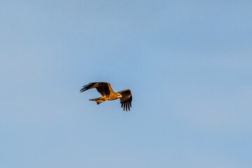 Black Kite, a migratory raptor bird, flying and looking for food on sunny day with clouds sky at Nakhon Nayok, Thailand. Beautiful wild animal in natural habitat of Asian tropical country.