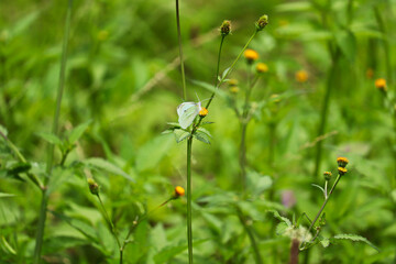 Pieris rapae, the cabbage white butterfly, landing on green thistle plant in australian wetlands.