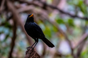 Blue Whistling Thrush (Myophonus caeruleus), bird standing on the branch in tropical forest, Khao...