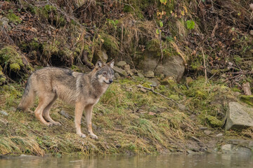 Naklejka na ściany i meble Grey Wolf, Canis lupus. Bieszczady, Carpathians, Poland.