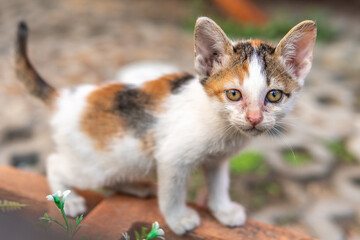 very cute white black and orange cat with big ears and yellow eyes