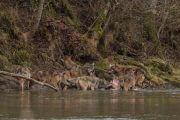 The Wolves eating a deer. Bieszczady Mountains, Carpathians, Poland.