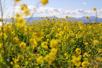 Obraz premium 菜の花の風景