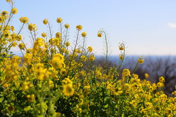 菜の花の風景