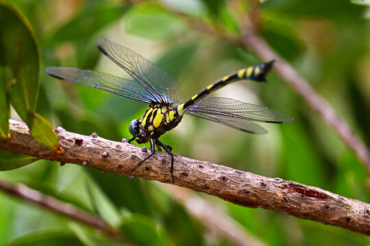 Ictinogomphus australis, known as the Australian tiger, is a species of dragonfly in the family Lindeniidae