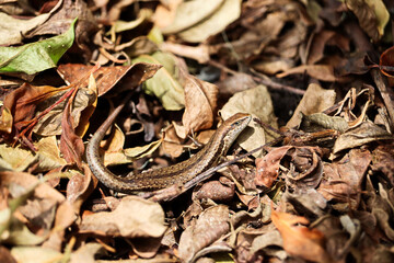 Small garden skink sunbaking on the ground surrounded by dead leaves