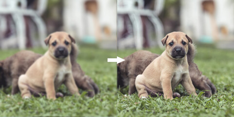 Example of AI deblurring Technology to correct an unfocused image of a puppy. Before and after...