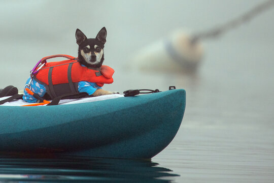 Corgy pet dog in cute life vest out for an early morning kayak ride on the Central Coast  in Morro Bay California United States