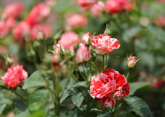 Obraz premium 花