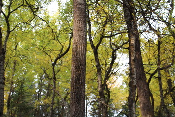 Obraz premium Autumn In The Canopy, Whitemud Park, Edmonton, Alberta