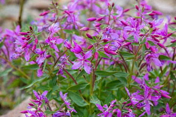 flowers in the field