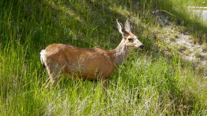 deer in the grass