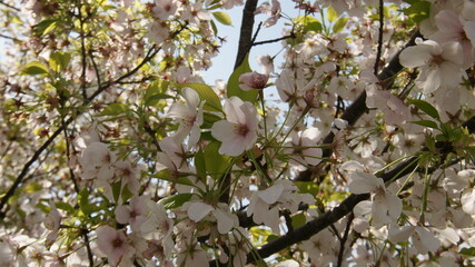桜の花暗め