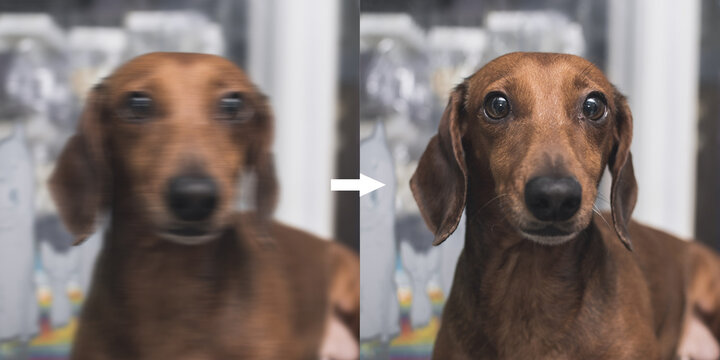 Example of AI deblurring Technology to correct an unfocused image of a dachshund due to camera shake. Before and after comparison.