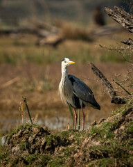 grey heron or Ardea cinerea portrait with eye contact perched on mound in winter light at keoladeo national park bharatpur bird sanctuary rajasthan india