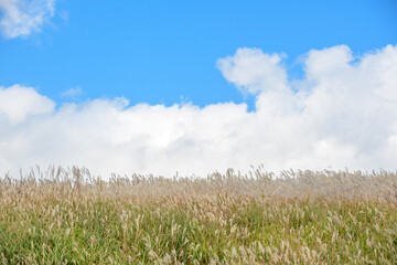 Obraz premium grass and sky