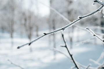 Close-up of frost-covered, frozen tree branch on frosty winter day, outdoors