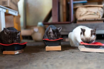 Zelfklevend Fotobehang 餌を食べる猫 © 正太朗 落合