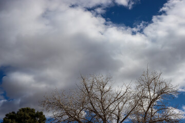 Fototapeta na wymiar Tree on a Cloudy Day