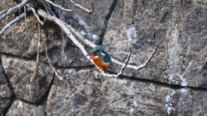 木の枝にたたづむカワセミの写真