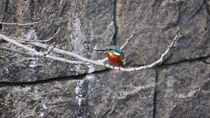 木の枝にたたづむカワセミの写真