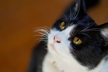 うちの猫