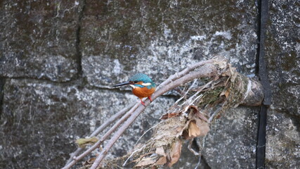 木の枝にたたづむカワセミの写真