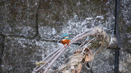 木の枝にたたづむカワセミの写真