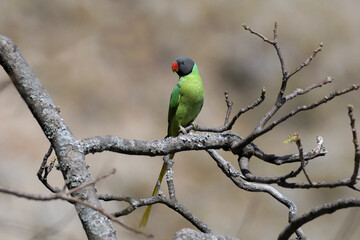 Slaty-Headed Parakeet, Psittacula himalayana, Jim Corbett National Park, Uttarakhand, India