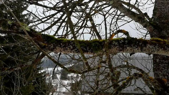 Mousse et lichen sur branches d'arbre en montagne et neige.