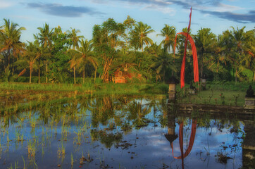 Balinese Ricefield
