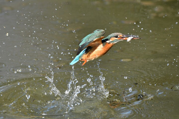 カワセミの捕食