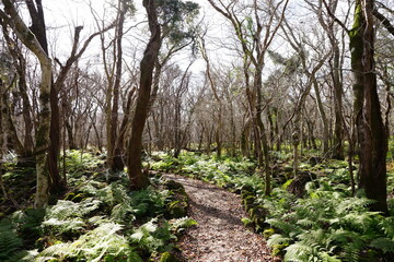 fern and bare trees in winter forest