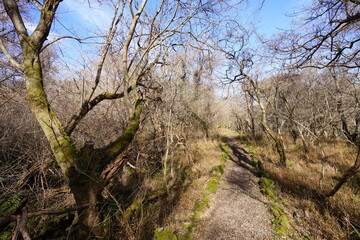 Fototapeta na wymiar a forest path in the sunlight
