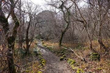 a forest path through bare trees