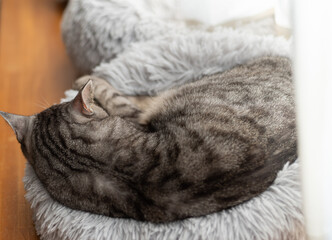 眠る猫の後ろ姿　サバトラ猫